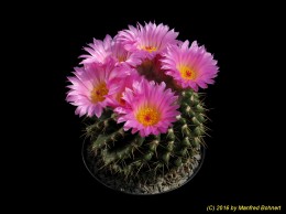 Notocactus herteri v. porphyreus SCHL162 1324